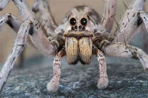 spider bite portugal|Tarantula wolf spider